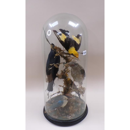 1335 - TAXIDERMY DISPLAY OF FIVE BIRDS UNDER GLASS DOME, DOME 66CM H