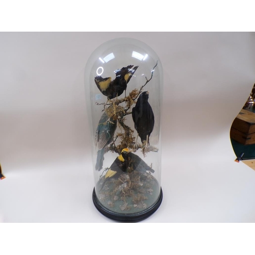 1335 - TAXIDERMY DISPLAY OF FIVE BIRDS UNDER GLASS DOME, DOME 66CM H