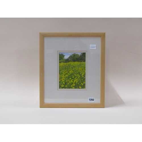 1202 - BRUCE MULCAHY - BUTTERCUP FIELD, GOUACHE, SIGNED, F/G, 19CM X 13CM