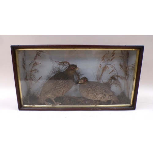 1386 - CASED TAXIDERMY PARTRIDGE, CASE 53CM W