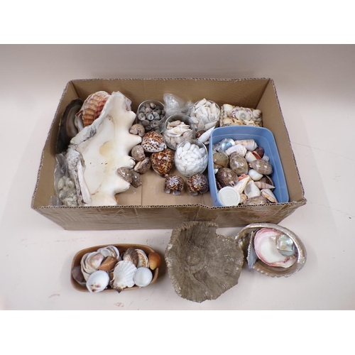 1401 - BOX OF SHELLS