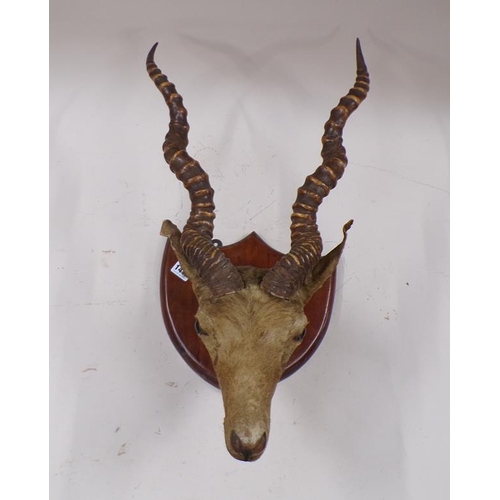 1412 - TAXIDERMY MOUNTED ANTELOPE HORNS, 34CM W