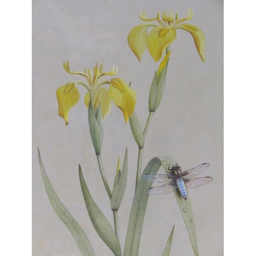 1240 - D.A. TURNBULL - BROAD BODIED CHASER ON FLAG IRIS, SIGNED GOUACHE, F/G, 31CM X 24CM