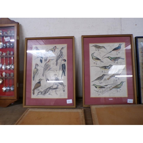 6 - ANTIQUE BIRD ENGRAVINGS