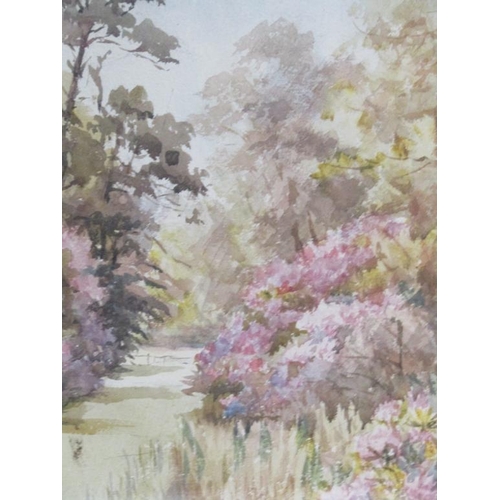 1237 - J.R.A FITMIN - PINK BLOSSOM, SIGNED WATERCOLOUR, F/G, 35CM X 24CM