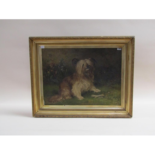 1260 - S.L HARDY APRIL/80 - TERRIER DOG, SIGNED OIL ON CANVAS, FRAMED, 49CM X 67CM