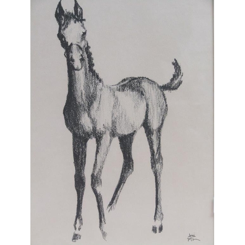 1282 - JONI PTL - A FOAL, BLACK CHALK, F/G, 35CM X 24CM