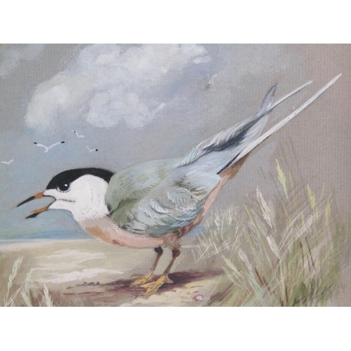 1291 - E.A DUNHAM - FOUR F/G WATERCOLOURS, SEAGULLS & TERNS, 27CM X 20CM