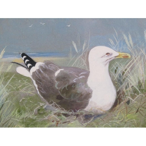 1291 - E.A DUNHAM - FOUR F/G WATERCOLOURS, SEAGULLS & TERNS, 27CM X 20CM