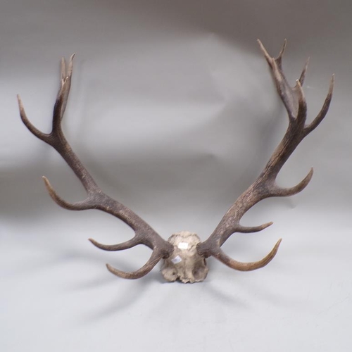 Lot 1303A     