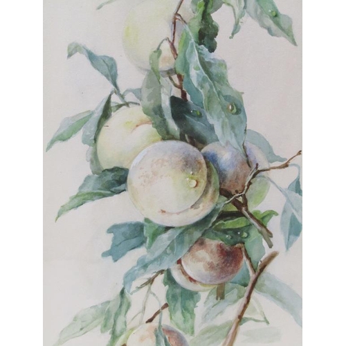 1247 - MARJORIE MCARTHY - PEARS, SIGNED WATERCOLOUR, F/G, 52CM X 28CM