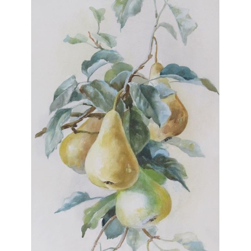 1247 - MARJORIE MCARTHY - PEARS, SIGNED WATERCOLOUR, F/G, 52CM X 28CM