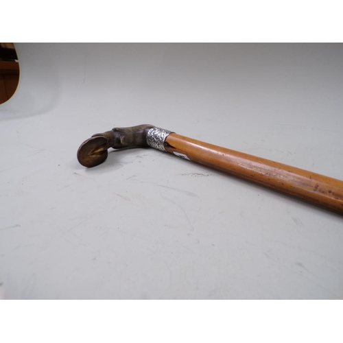 1411 - LATE VICTORIAN/EDWARDIAN WALKING STICK WITH SILVER BANDING AND CARVED HOOF HANDLE, 79CM L