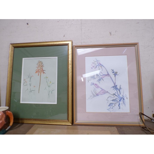 31 - COLLECTION OF BOTANICAL WATERCOLOURS