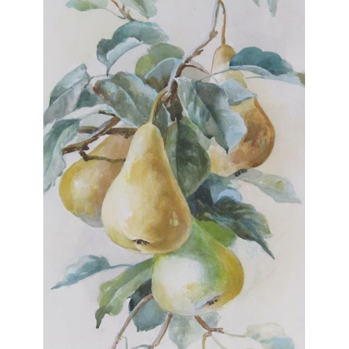 1253 - MARJORIE MCCARTHY - PAIR, PEARS & PEACH, F/G WATERCOLOURS, 53CM X 28CM