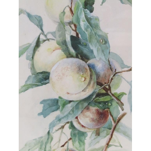 1253 - MARJORIE MCCARTHY - PAIR, PEARS & PEACH, F/G WATERCOLOURS, 53CM X 28CM