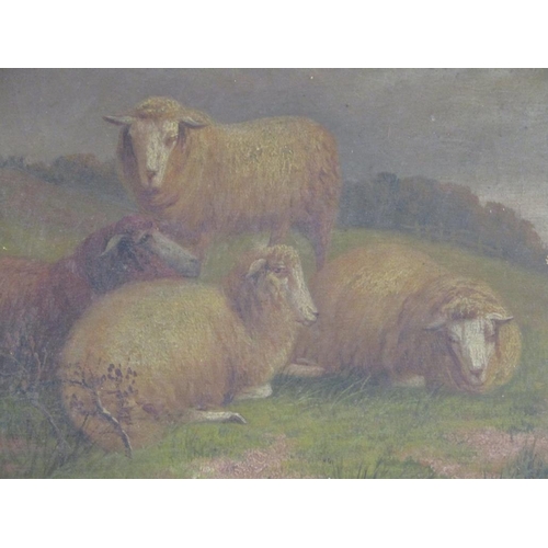 1258 - W DAVIS - FOUR SHEEP AT REST, SIGNED OIL ON CANVAS, FRAMED, 24CM X 34CM