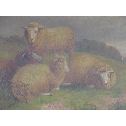 1258 - W DAVIS - FOUR SHEEP AT REST, SIGNED OIL ON CANVAS, FRAMED, 24CM X 34CM