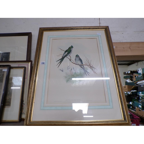 158 - FRAMED PRINT - BIRDS