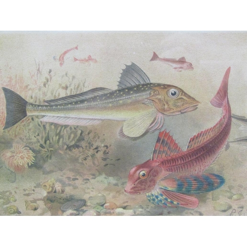 1283 - TWO F/G COLOURED PRINTS - VARIOUS FISH, EACH APPROX 22CMX 15CM