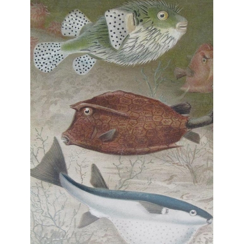 1283 - TWO F/G COLOURED PRINTS - VARIOUS FISH, EACH APPROX 22CMX 15CM