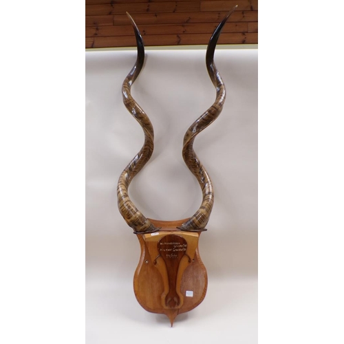 1294 - PAIR OF AFRICAN ANIMAL HORNS, NAMED ON PLAQUE 'BIG JOHN' THE HORNS 102CM L