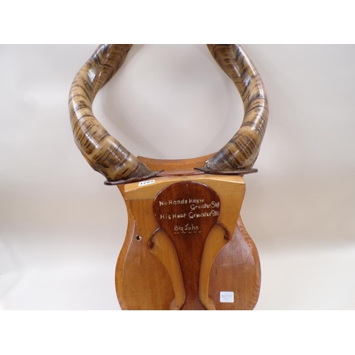 1294 - PAIR OF AFRICAN ANIMAL HORNS, NAMED ON PLAQUE 'BIG JOHN' THE HORNS 102CM L