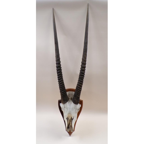 1295 - PAIR OF ANTELOPE HORNS - MOUNTED, 90CM L