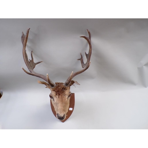 1295 - TAXIDERMY MOUNTED STAGS HEAD WITH ANTLERS, 75CM W