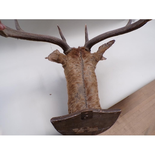 1295 - TAXIDERMY MOUNTED STAGS HEAD WITH ANTLERS, 75CM W