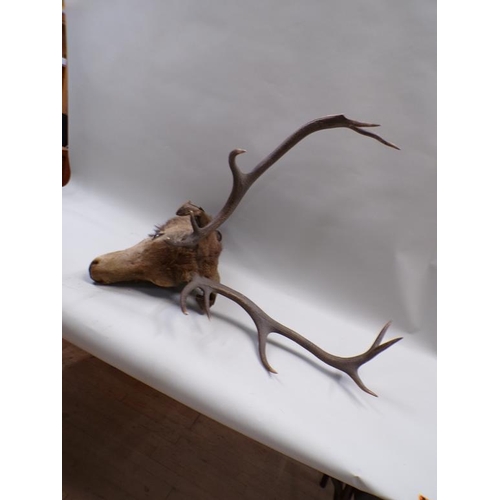 1298 - TAXIDERMY STAGS HEAD WALL MOUNT, BASE 35CM L