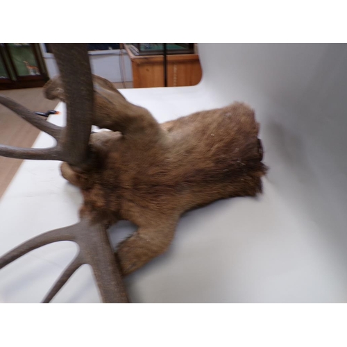 1298 - TAXIDERMY STAGS HEAD WALL MOUNT, BASE 35CM L