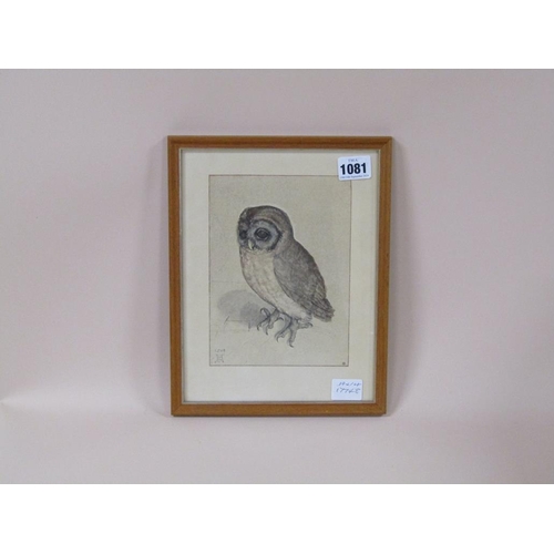 1081 - ALBRECHT DURER - OWL, COLOURED PRINT, F/G, 19CM X 14CM