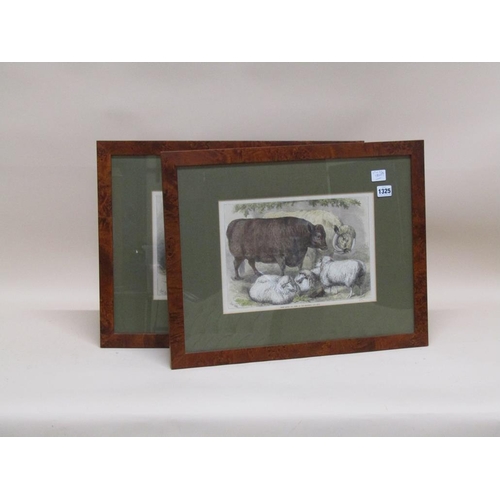 1325 - PAIR OF F/G COLOURED 19C PRINT - PRIZE CATTLE AND SHEEP, BOTH F/G, 23CM X 32CM