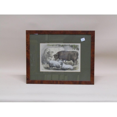 1325 - PAIR OF F/G COLOURED 19C PRINT - PRIZE CATTLE AND SHEEP, BOTH F/G, 23CM X 32CM