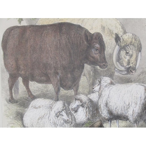 1325 - PAIR OF F/G COLOURED 19C PRINT - PRIZE CATTLE AND SHEEP, BOTH F/G, 23CM X 32CM