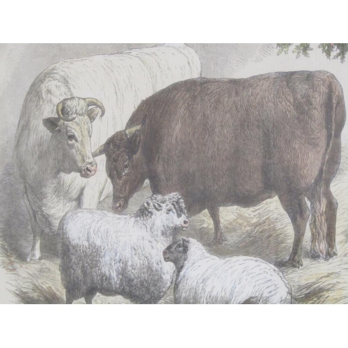 1325 - PAIR OF F/G COLOURED 19C PRINT - PRIZE CATTLE AND SHEEP, BOTH F/G, 23CM X 32CM