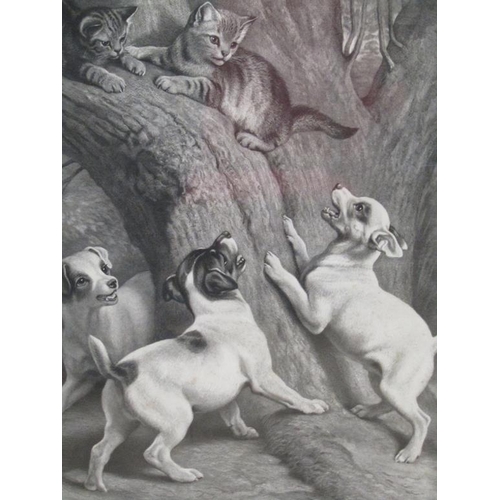 1333 - FRAMED B&W PRINT - PUPPIES AND KITTENS, 54CM X 50CM