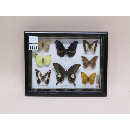 1181 - FRAMED SERIES OF EIGHT BUTTERFLIES, F/G