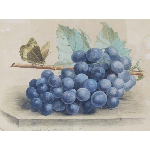 1112 - JOSIENA HENRIETTE PROCQUETTE c.1868, GRAPES WITH BUTTERFLY, WATERCOLOUR F/G; BEIN LEACOCH - LOCH SCA... 