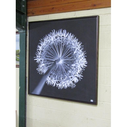 1149 - UNSIGNED - WHITE DANDELION ON BLACK BACKGROUND, SREEN PRINT, FRAMED, 112CM X 112CM