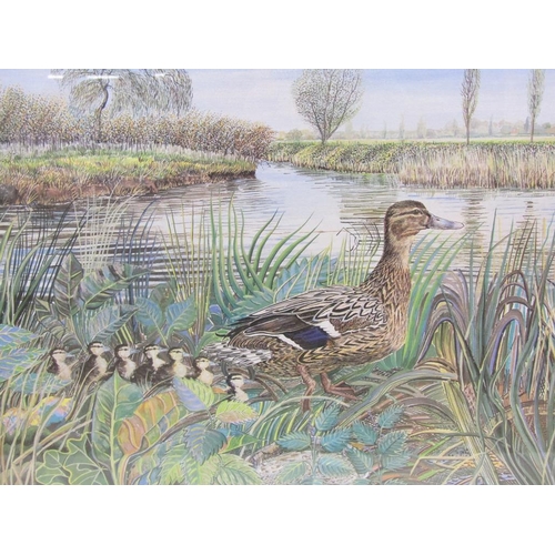 1216 - ALEX WILLIAMS - MALLARDS & DUCKS IN WINTER, INFORMATION TO REVERSE, WATERCOLOURS, BOTH F/G, 31CM X 4... 