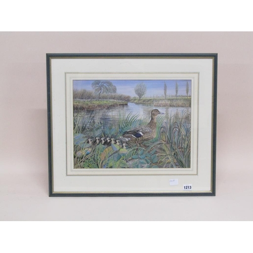 1213 - ALEX WILLIAMS - MALLARD DUCK AND DUCKLINGS, SIGNED WATERCOLOUR, F/G, 31CM X 44CM