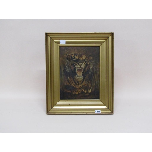 1237 - NEVIL WOODBURY 1941 - TIGER, SIGNED OIL ON BOARD, FRAMED, 30CM X 23CM