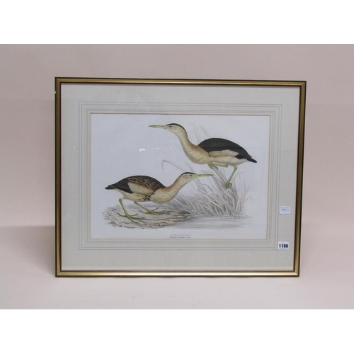 1106 - F/G COLOURED ORNITHOLOGICAL PRINT - LITTLE BITTERN, 35CM X 50CM