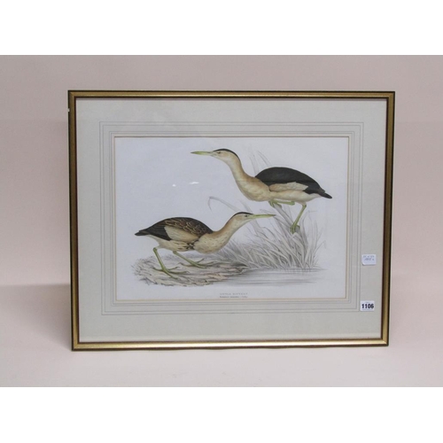 1106 - F/G COLOURED ORNITHOLOGICAL PRINT - LITTLE BITTERN, 35CM X 50CM