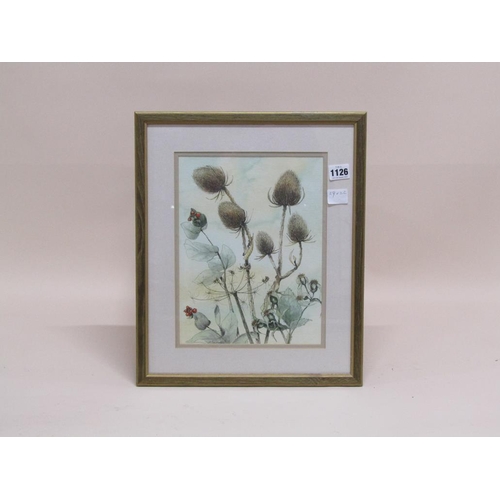 1126 - MOLLY SANDERSON - TEASELS, PEN AND WASH, SIGNED F/G, 29CM X 22CM