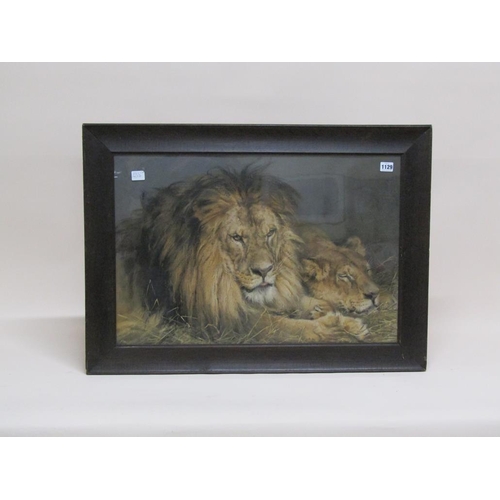 1129 - LION AND LIONESS - COLOURED PRINT, F/G, 46CM X 70CM