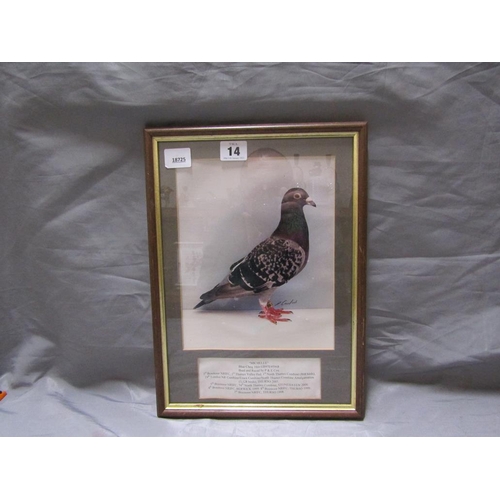 14 - FRAMED PHOTOGRAPH OF A RACING PIGEON