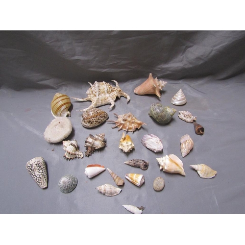 62 - COLLECTION OF SHELLS